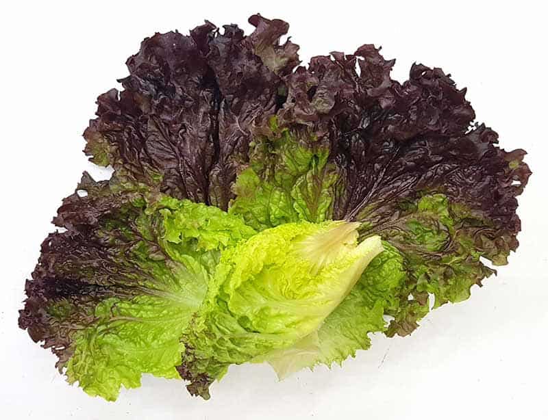 تصویر 4 از خرید و قیمت کاهو فرانسوی + فروش عمده